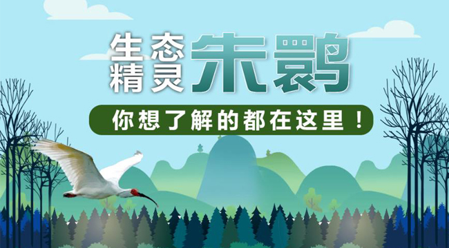“生態(tài)精靈”朱鹮，你想了解的都在這里！