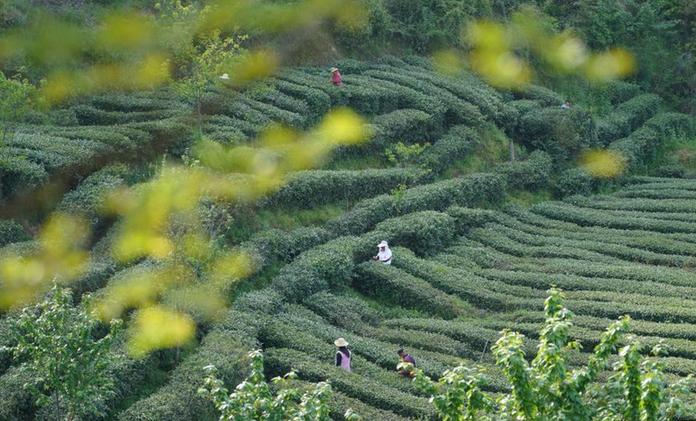秦巴漢水間，百萬畝茶園帶來綠色“錢”景